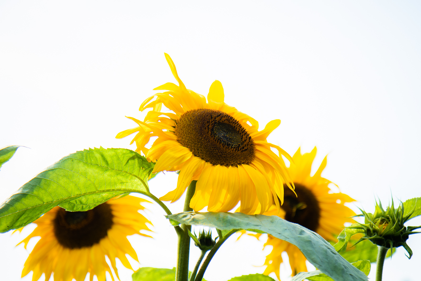 E Smith Sunflowers