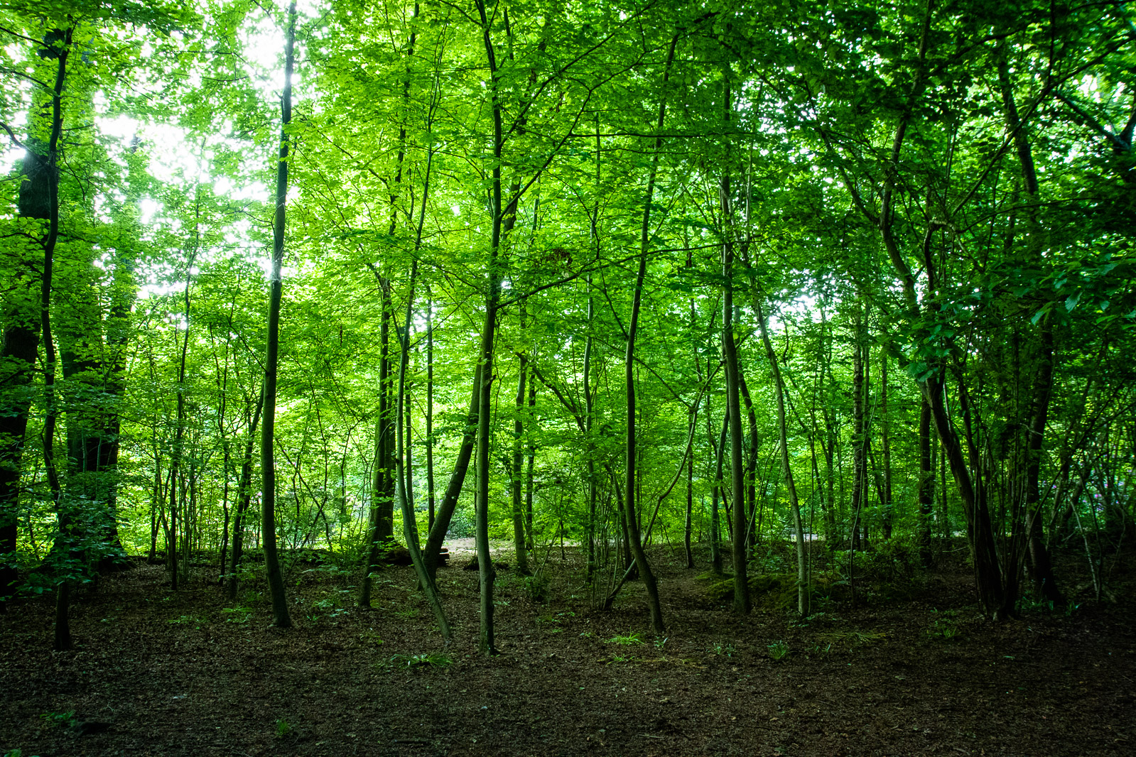 Lymm Dam woodland