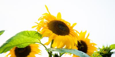 2020.07 LNOB Sunflowers